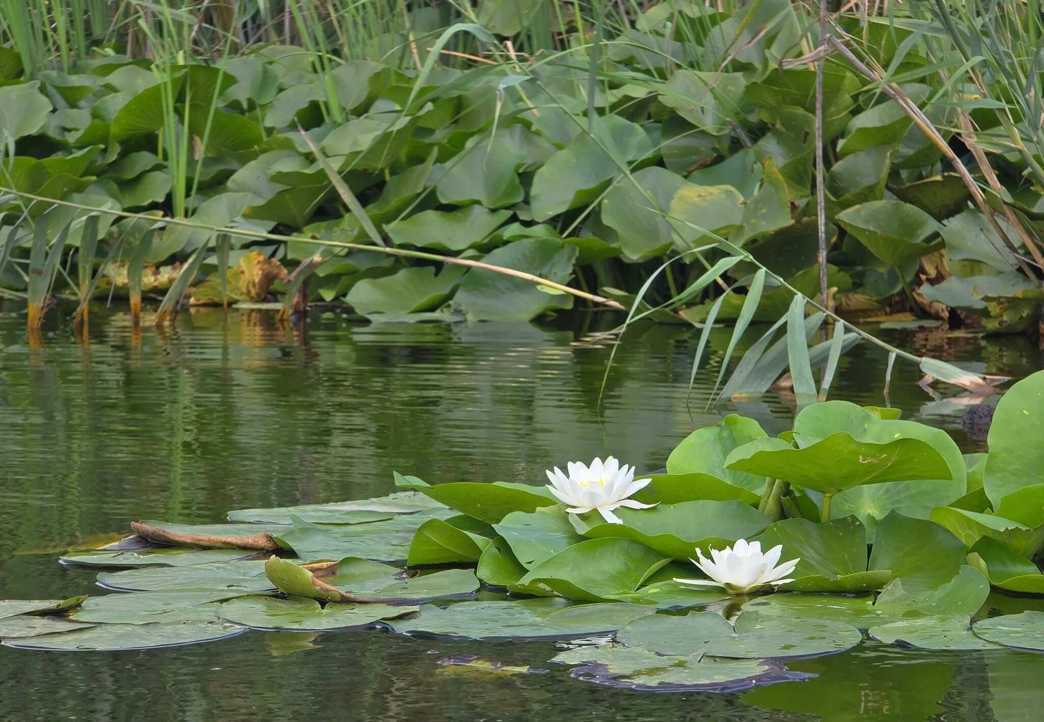 Delta Dunării
